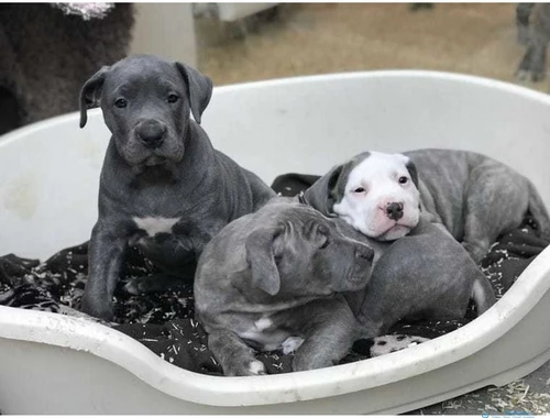 American Blue-Line Pit Bull Terrier Welpen  whatsapp Nummer (+37069673271)