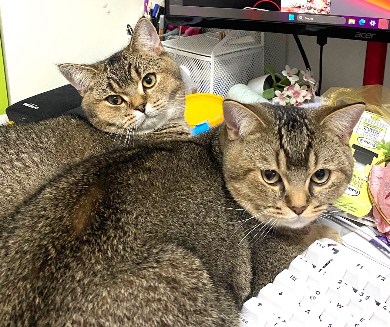 2x BKH Kätzchen Kater Katze Kitten Britisch Kurzhaar aus Dortmund