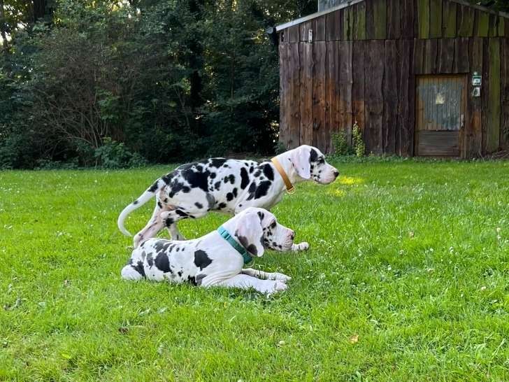 Welpen der Rasse Deutsche Dogge zum Verkauf
