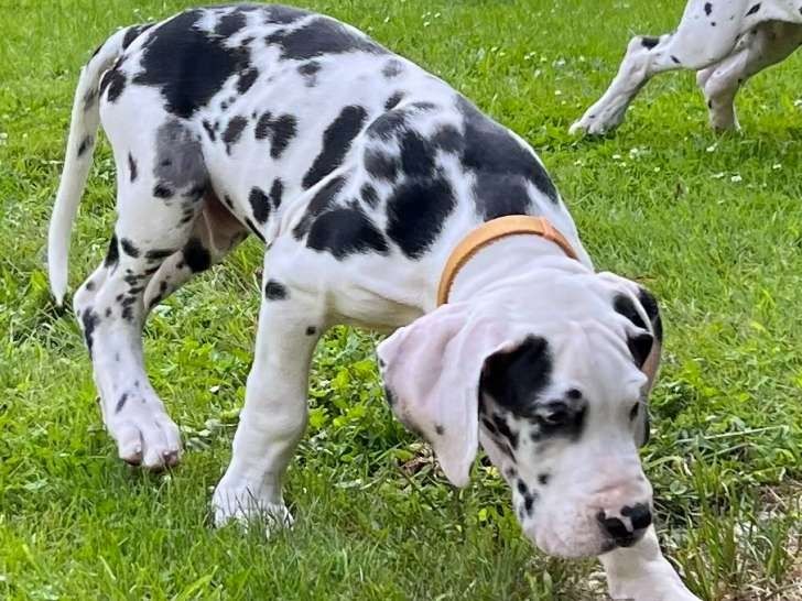 Welpen der Rasse Deutsche Dogge zum Verkauf