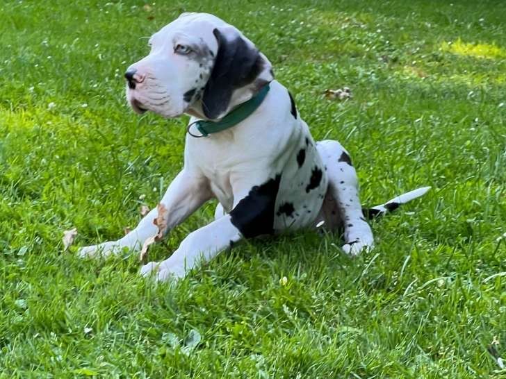 Welpen der Rasse Deutsche Dogge zum Verkauf