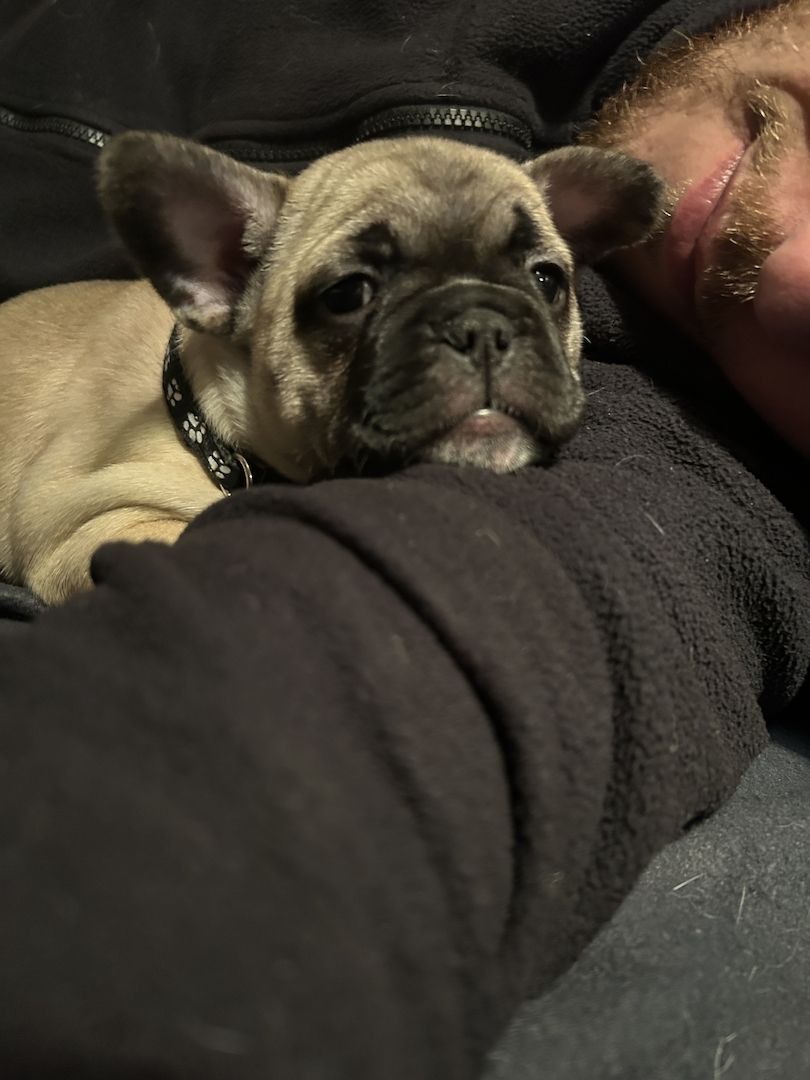 Französische Bulldogge sucht ein Zuhause.