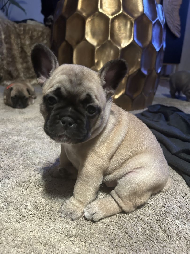 Französische Bulldogge sucht ein Zuhause.