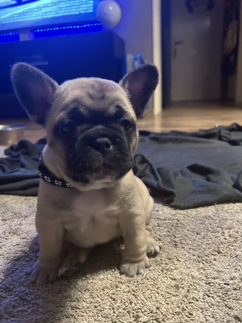 Französische Bulldogge sucht ein Zuhause.