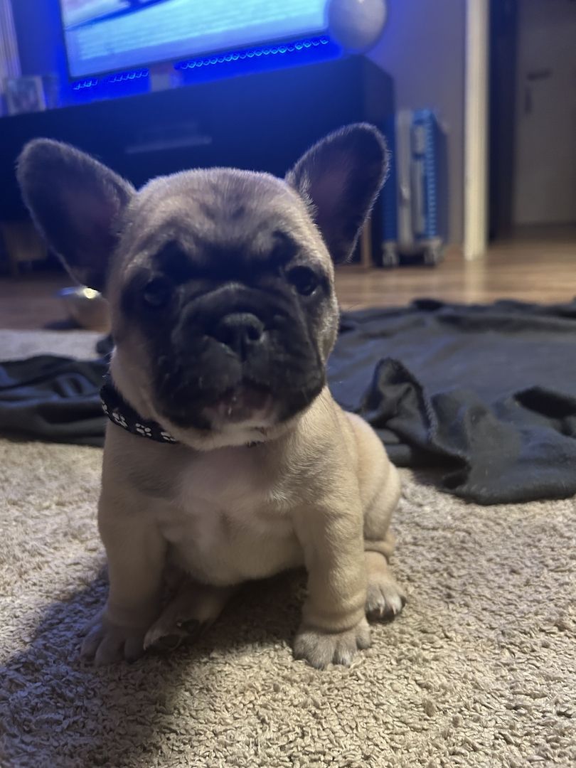 Französische Bulldogge sucht ein Zuhause.