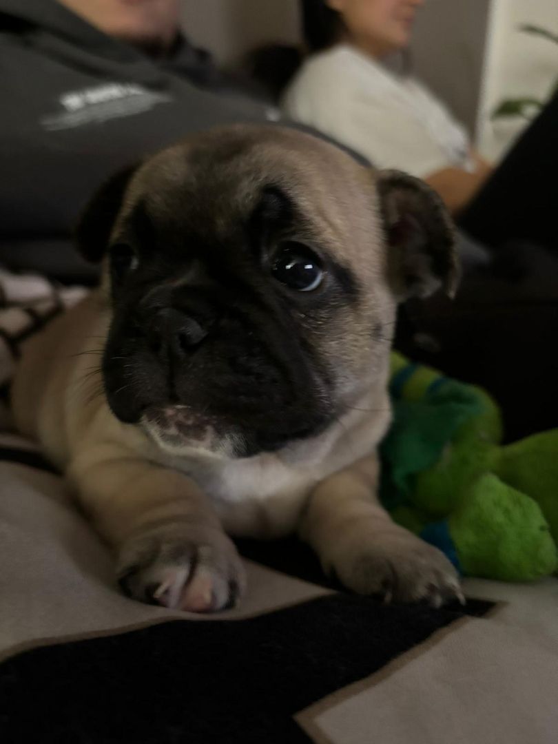 Französische Bulldogge sucht ein Zuhause.