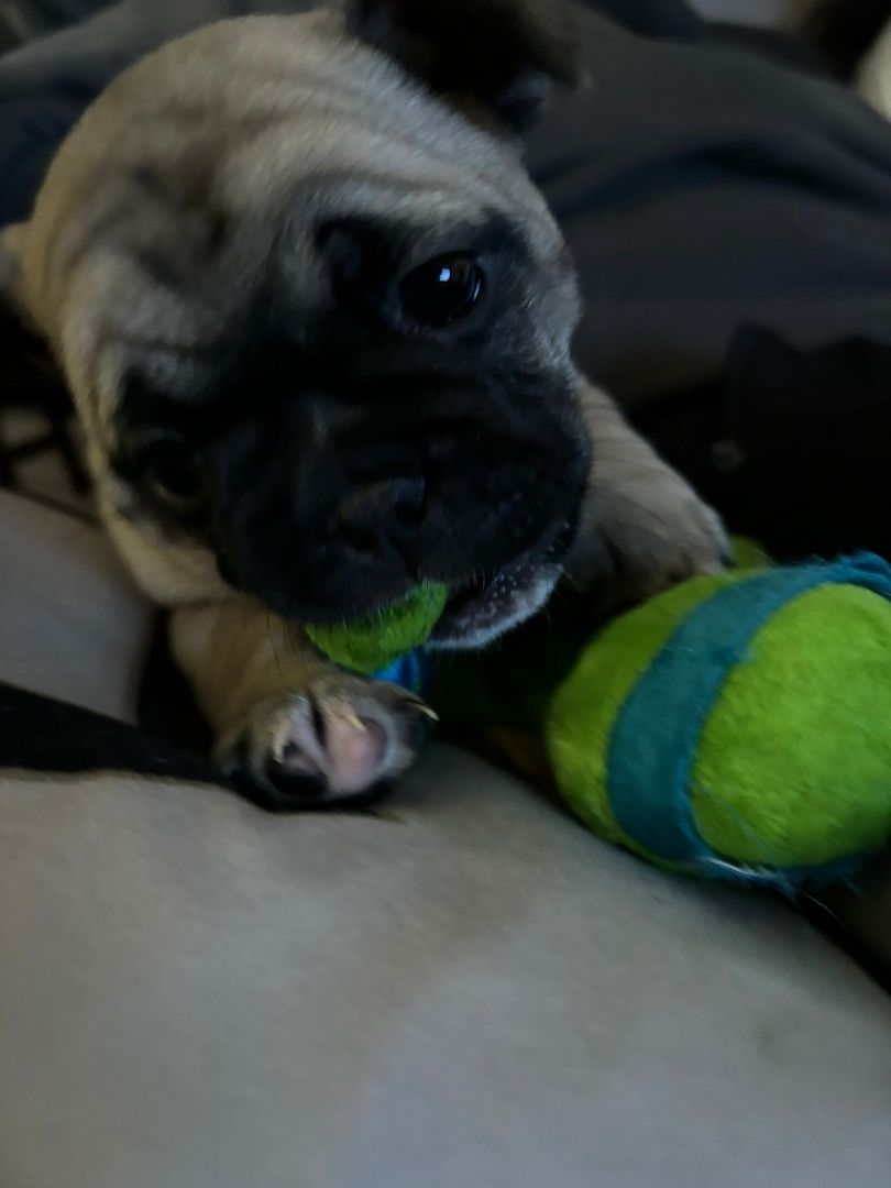 Französische Bulldogge sucht ein Zuhause.