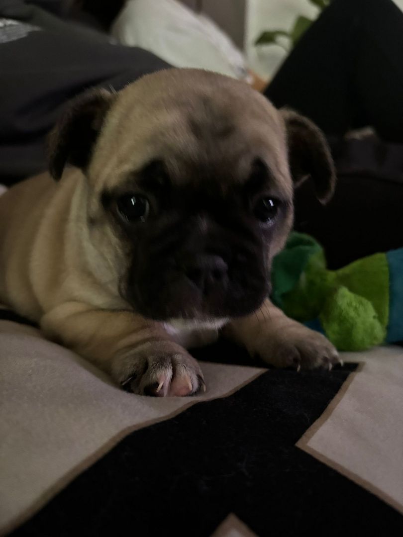 Französische Bulldogge sucht ein Zuhause.