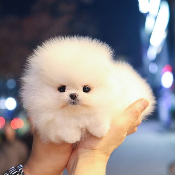 Zwergspitz pomeranian