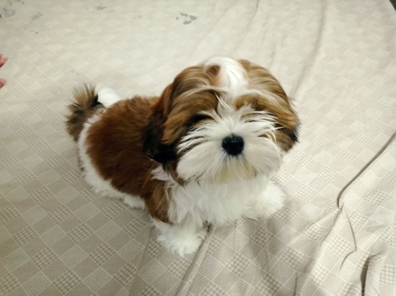 Shih tzu welpe zu verkaufen Shih tzu welpe zu verkaufen