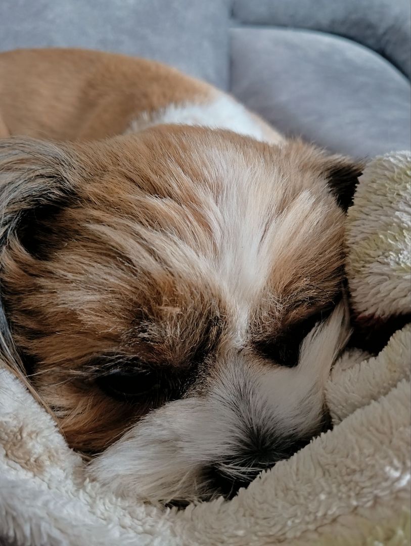 Shih tzu welpe zu verkaufen Shih tzu welpe zu verkaufen
