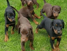 Dobermannwelpen für ein neues Zuhause cvxvx