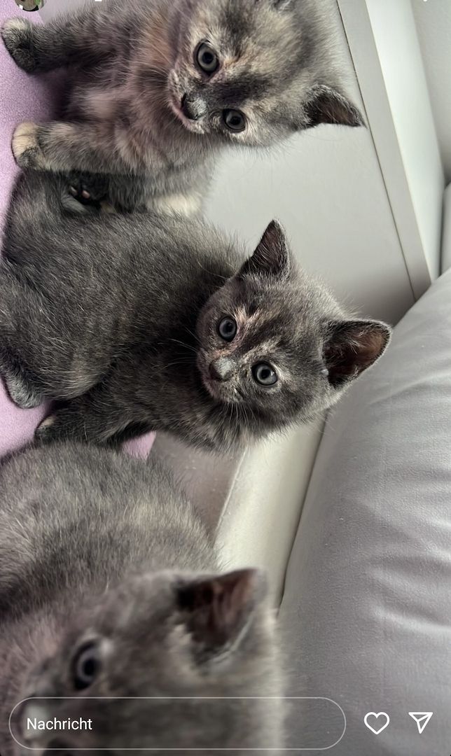 Süße Katzenbabys abzugeben