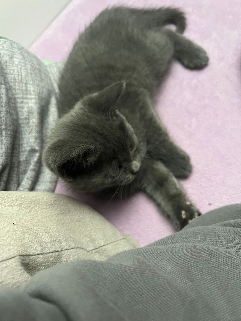 Süße Katzenbabys abzugeben