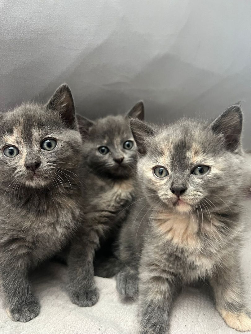 Süße Katzenbabys abzugeben