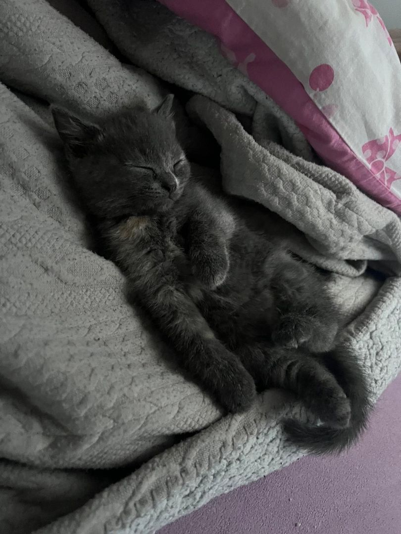 Süße Katzenbabys abzugeben