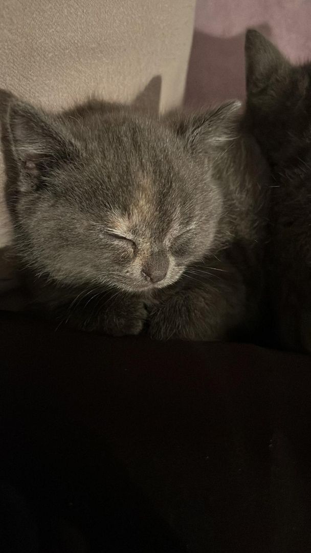 Süße Katzenbabys abzugeben