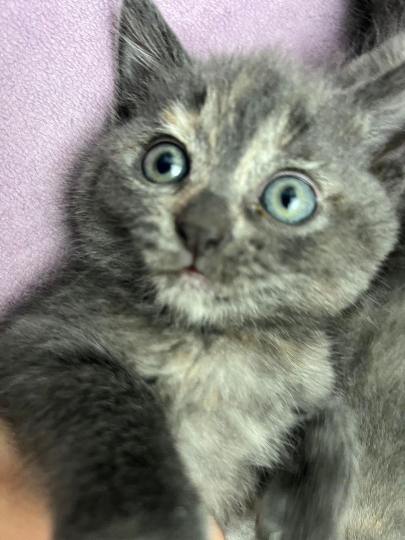 Süße Katzenbabys abzugeben