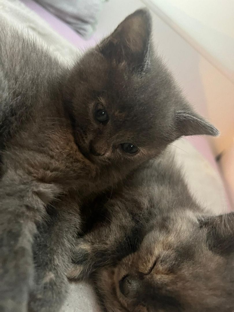 Süße Katzenbabys abzugeben