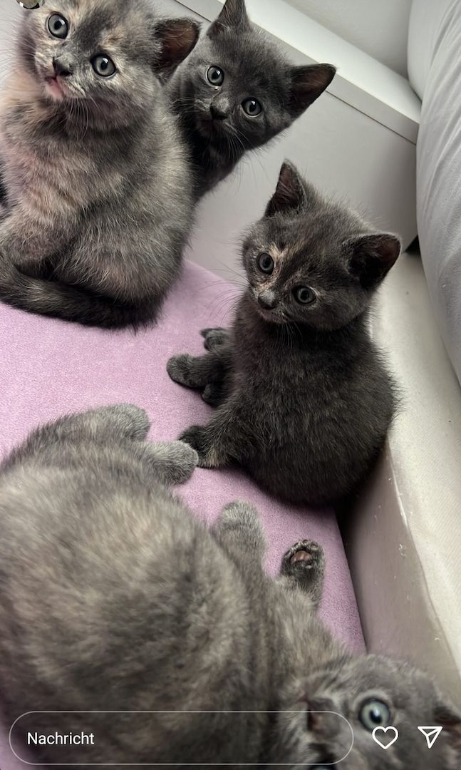 Süße Katzenbabys abzugeben