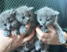 Schöne Scottish Fold Kätzchen zu verkaufen , xzvzx