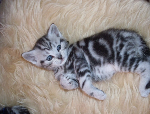 Zwei zauberhafte BKH-Geschwister (Kater & Katze) suchen ein liebevolles Zuhause.,,