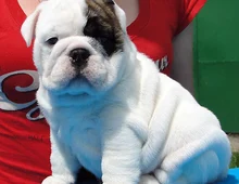 Französische Bulldoggenwelpen :Whats App: +49 15218927086