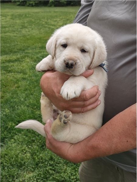 Labrador Welpe sucht ein Zuhause: Whats App: +49 15218927086