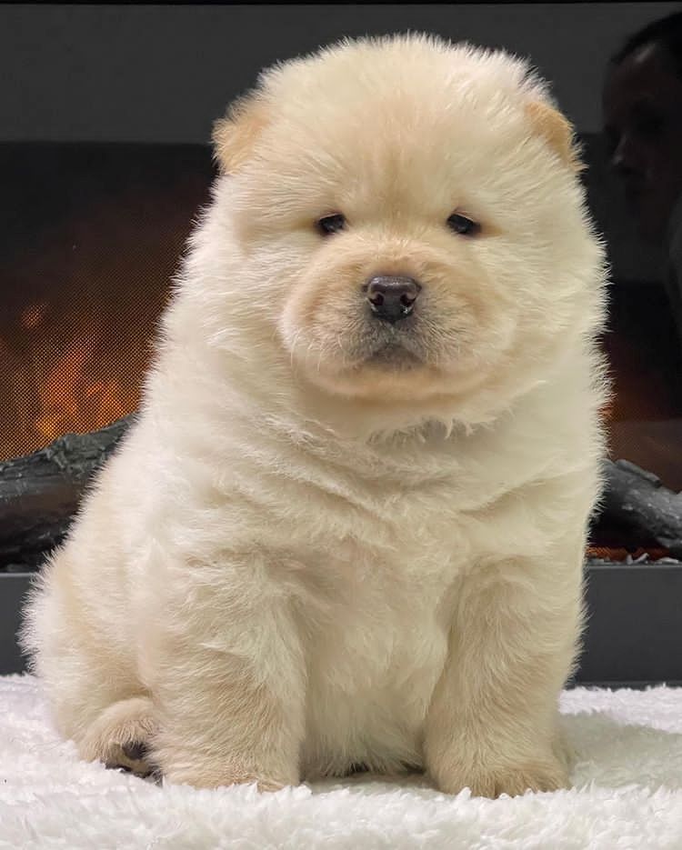 Chow Chow Welpen zu verkaufen  Whatsapp  +4915218927086.