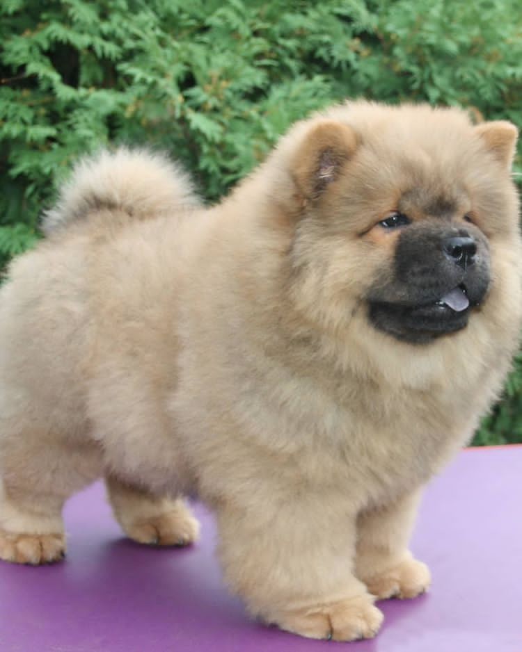 Chow Chow Welpen zu verkaufen  Whatsapp  +4915218927086.