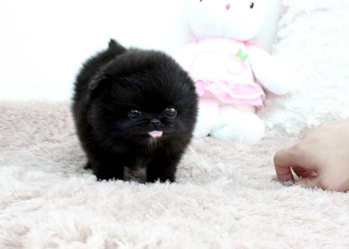 Zwergspitz zu verkaufen: Whats App: +49 15218927086