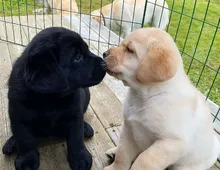 Labrador Welpen mit Ahntafel