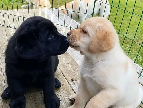 Labrador Welpen mit Ahntafel