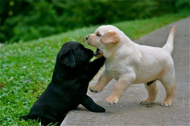Labrador Welpen mit Ahntafel