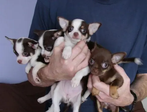 süße MINI chihuahua welpen mit Papieren *