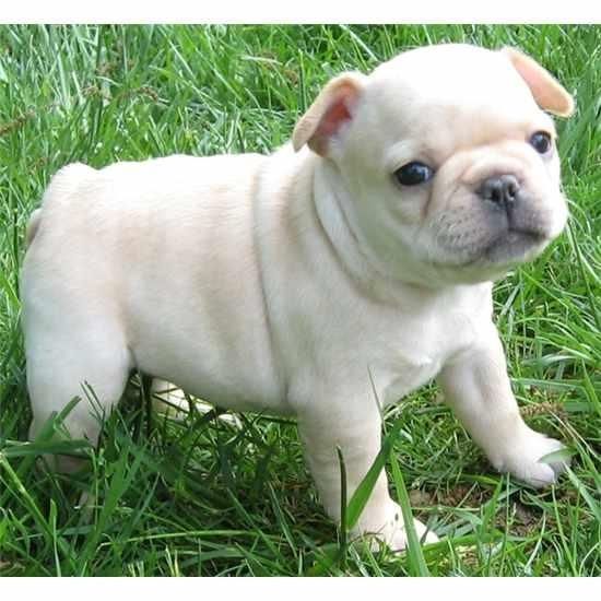 Reinrassig Französische Bulldoggenwelpen :Whats App: +49 15218927086