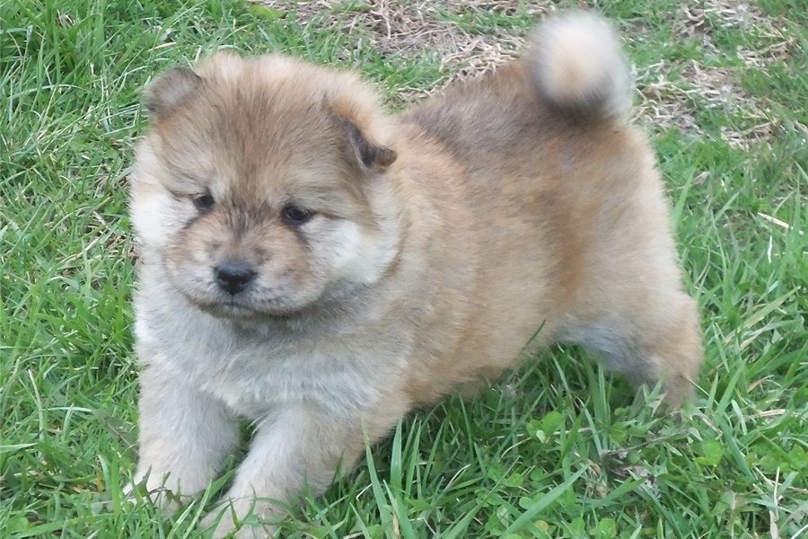 Chow Chow Welpen mit Stammbaum  Whatsapp  +4915218927086.