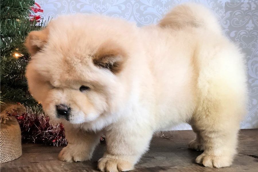 Chow Chow Welpen mit Stammbaum  Whatsapp  +4915218927086.