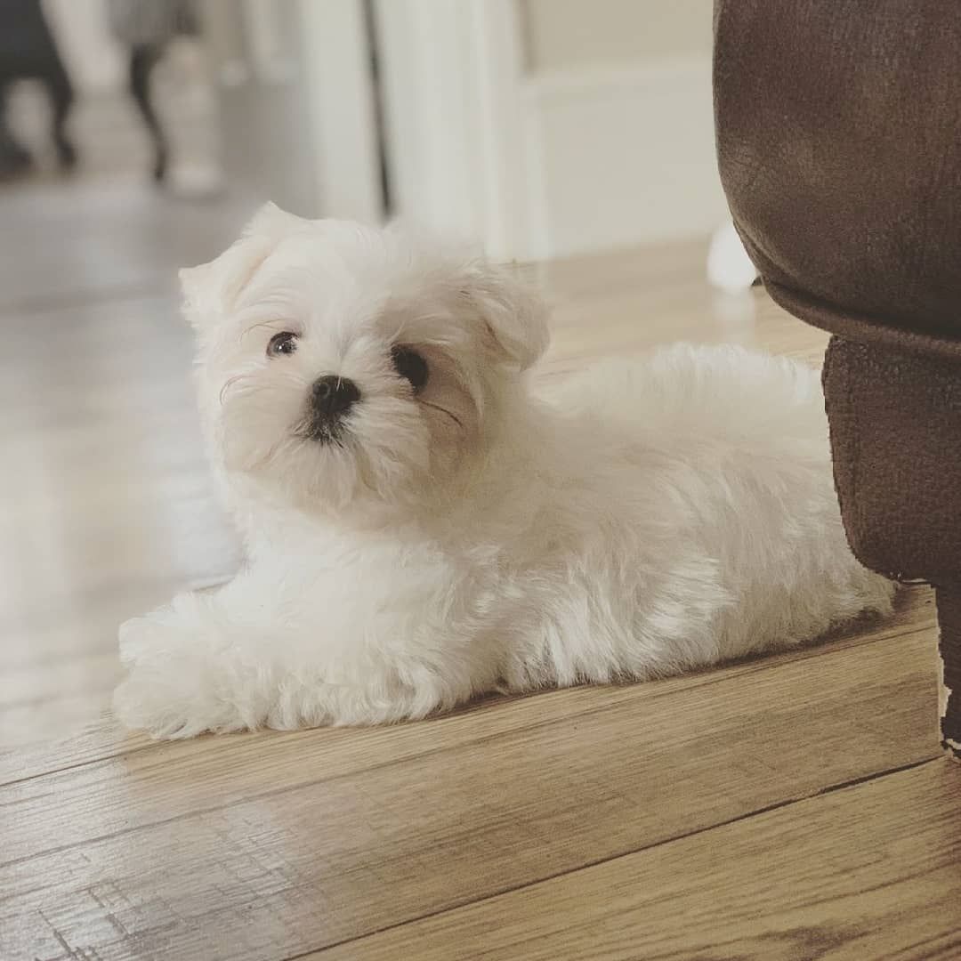 Malteser Welpen  Whats App: +49 15218927086