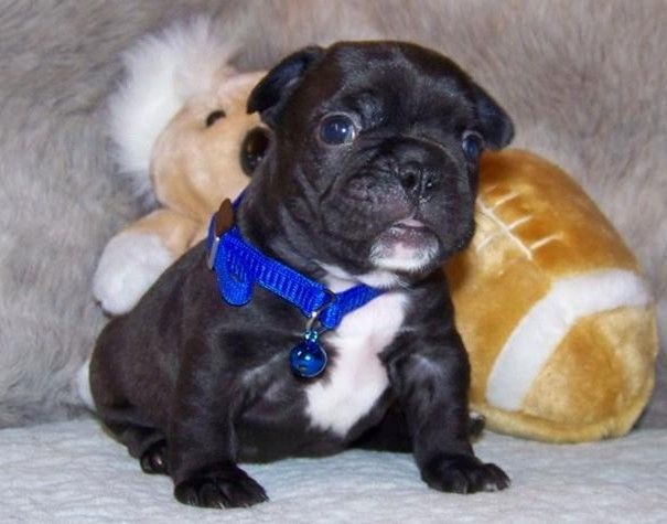 Liebenswert Französische Bulldoggenwelpen :Whats App: +49 15218927086
