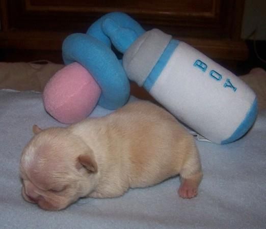 Liebenswert Französische Bulldoggenwelpen :Whats App: +49 15218927086