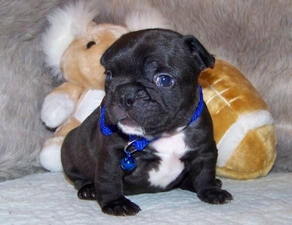 Liebenswert Französische Bulldoggenwelpen :Whats App: +49 15218927086