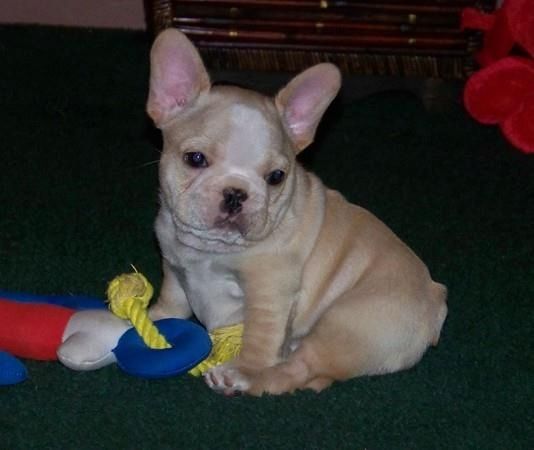 Liebenswert Französische Bulldoggenwelpen :Whats App: +49 15218927086
