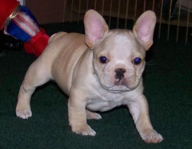 Liebenswert Französische Bulldoggenwelpen :Whats App: +49 15218927086