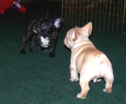 Liebenswert Französische Bulldoggenwelpen :Whats App: +49 15218927086