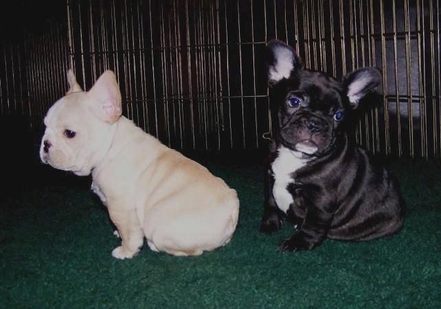 Liebenswert Französische Bulldoggenwelpen :Whats App: +49 15218927086
