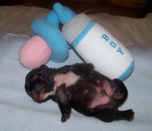 Liebenswert Französische Bulldoggenwelpen :Whats App: +49 15218927086