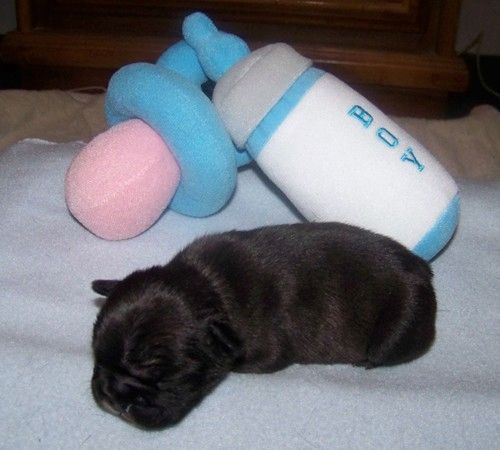 Liebenswert Französische Bulldoggenwelpen :Whats App: +49 15218927086