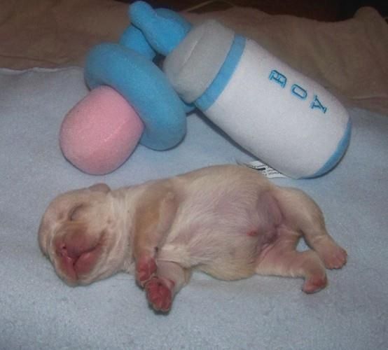 Liebenswert Französische Bulldoggenwelpen :Whats App: +49 15218927086