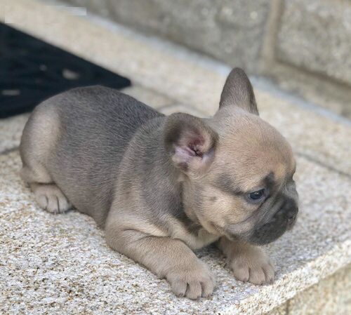 Schöne Französische Bulldoggenwelpen Schöne Französische Bulldoggenwelpen